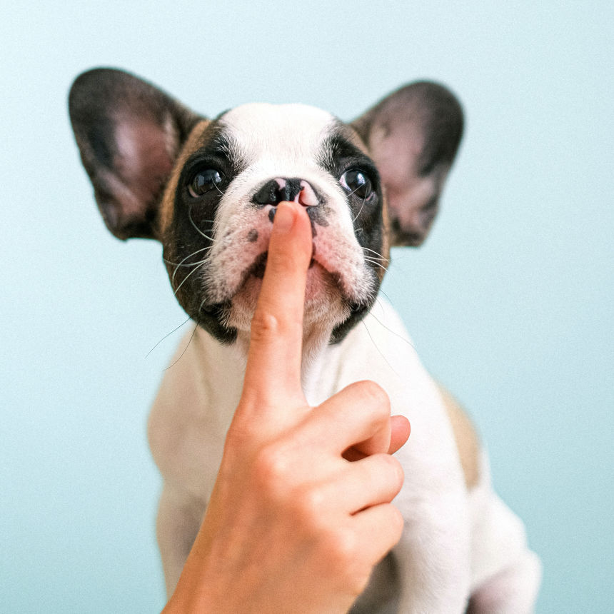 Mãe, você entende o que seu filhote "fala"?