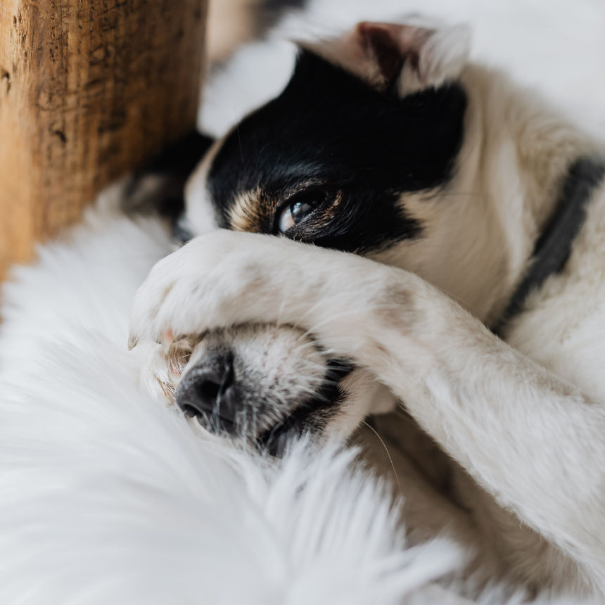 No Dia da Coragem está faltando coragem para seu cão? Saiba identificar cães medrosos!