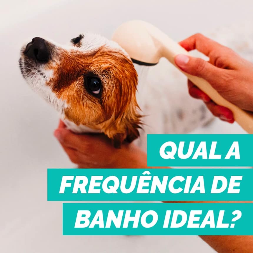 Com qual frequência devo dar banho no meu cachorro? 