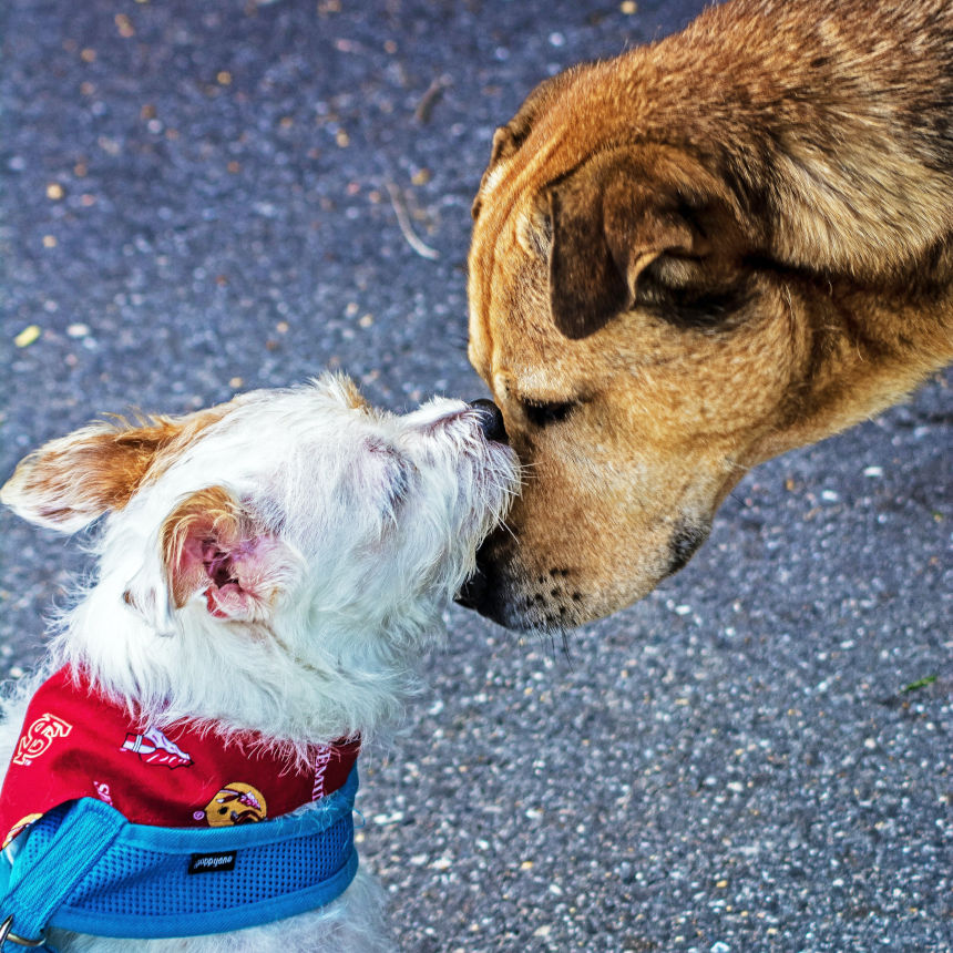 Focinho limpo depois de uma bela refeição! Isso sim é Paixão!