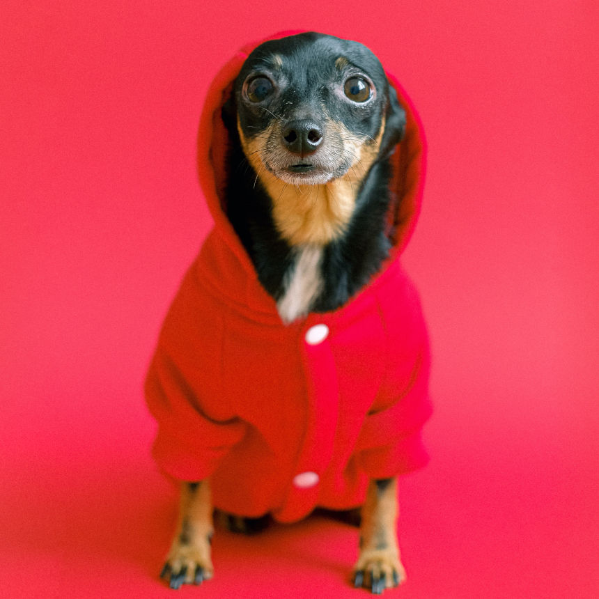 Passando frio nas férias com seu pet? Saiba como escolher o modelo ideal para seu amigão!