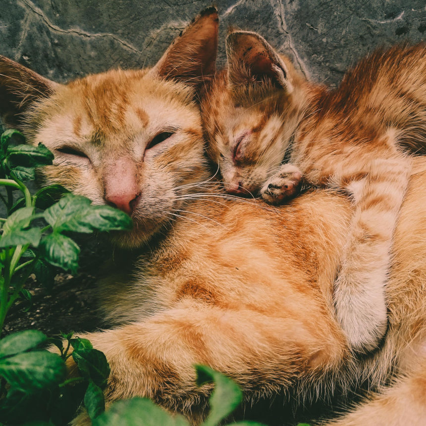 O pai tem enorme influência sobre seus filhotes.