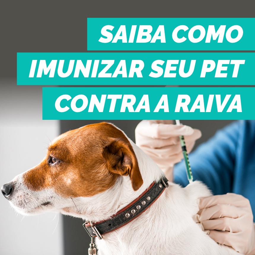Saiba como imunizar seu pet contra a raiva e a importância da vacinação