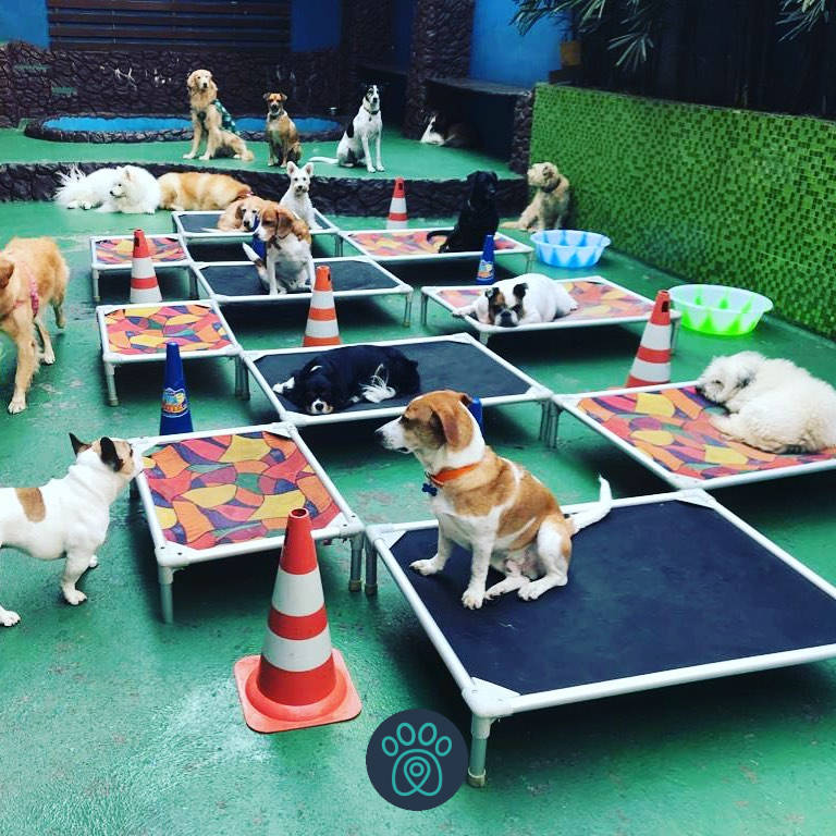 Cinco dicas na hora de escolher um hotel para o seu pet