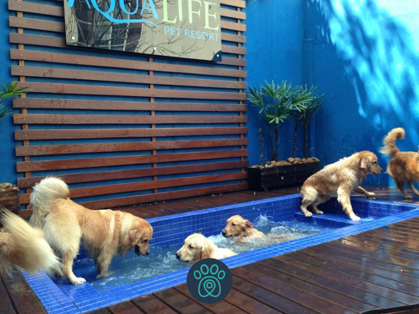 Aqualife Pet Resort oferece conforto e segurança aos animais em SP