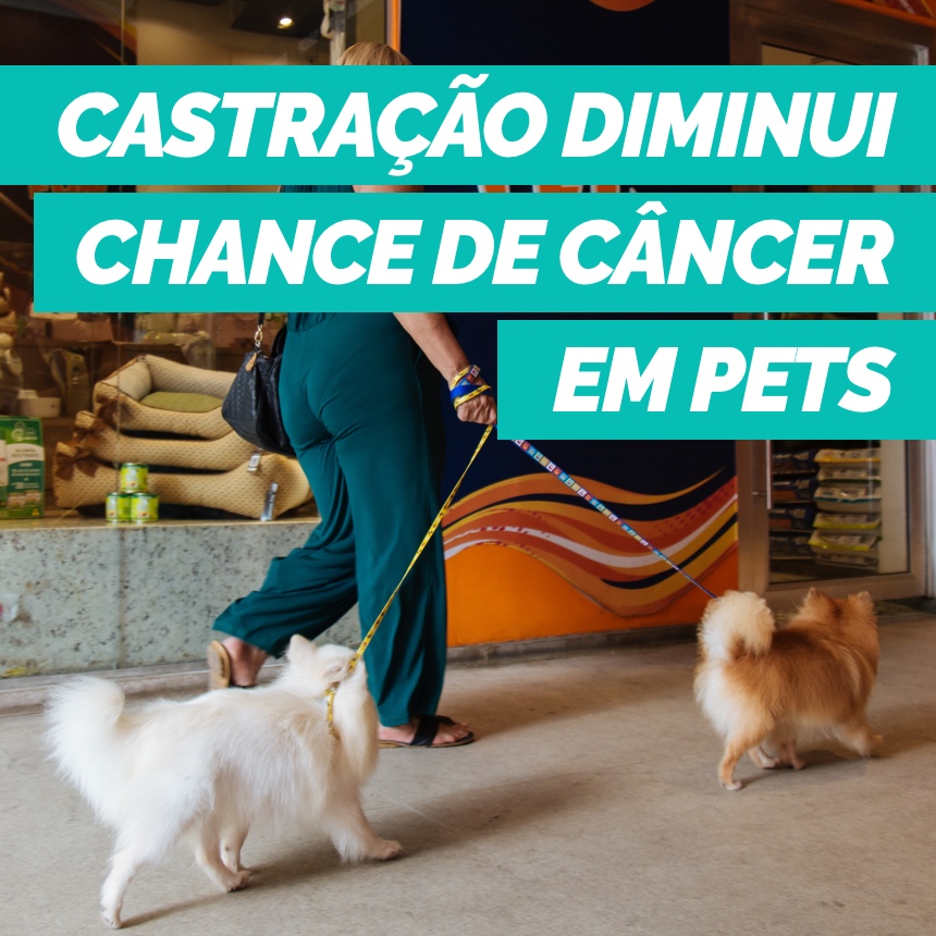 Castrar os pets ajuda na prevenção do câncer de mama nas fêmeas