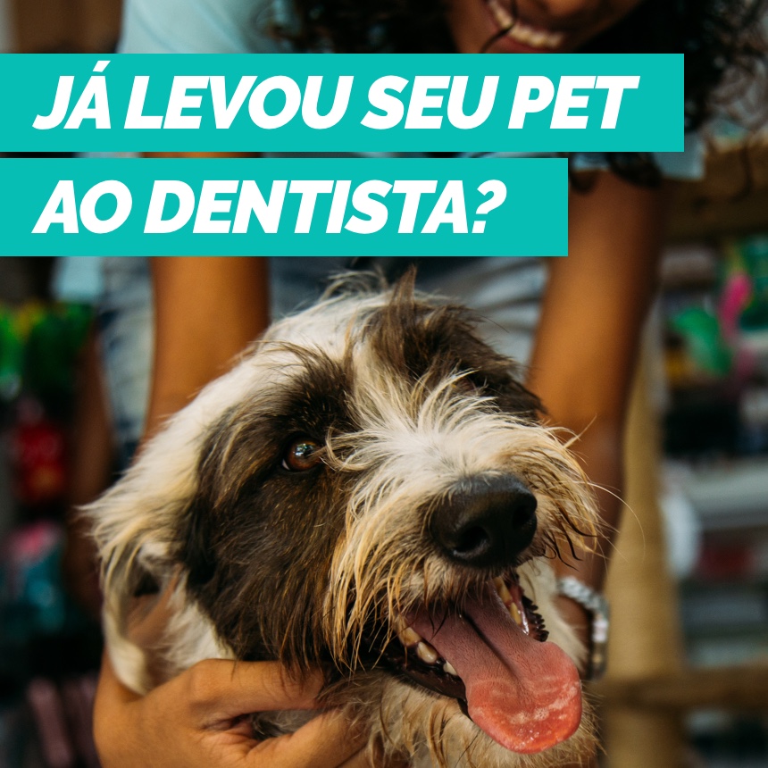 Você já levou seu pet ao dentista veterinário?