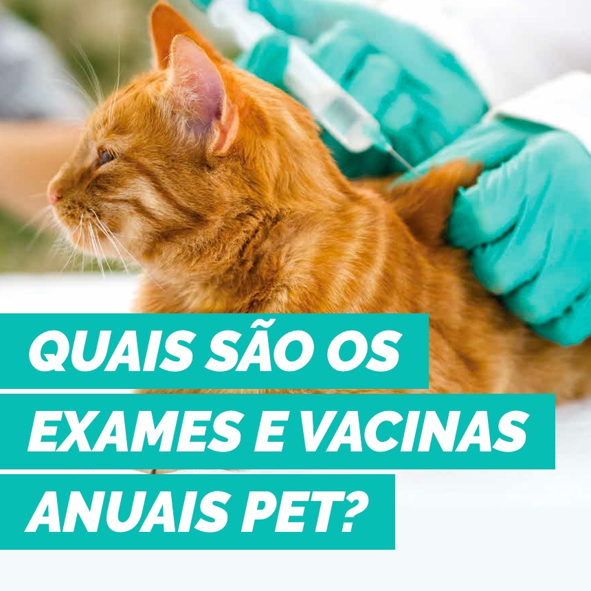 Conheça quais são os exames e vacinas anuais recomendadas aos pets 