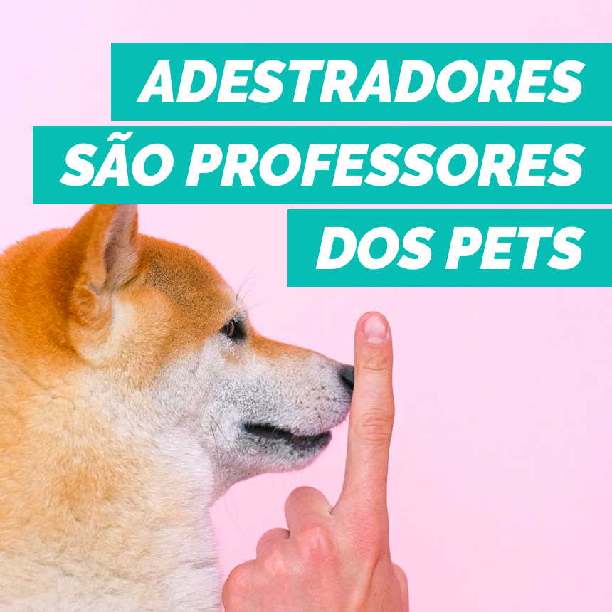 Adestradores são os professores dos pets, veja quando chamar um profissional para te ajudar