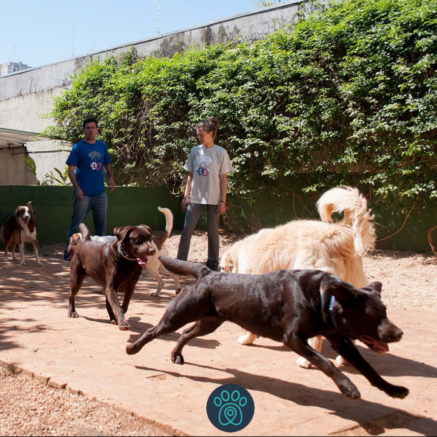 Parceria: DayDog, em São Paulo, conta com frota da Petdriver