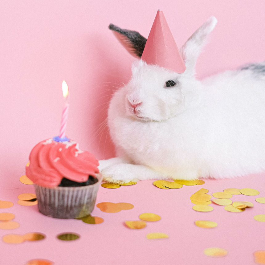 Festas para pets: como escolher as comidas e bebidas