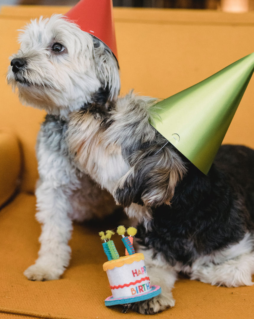 Saiba como organizar uma festa para o seu pet