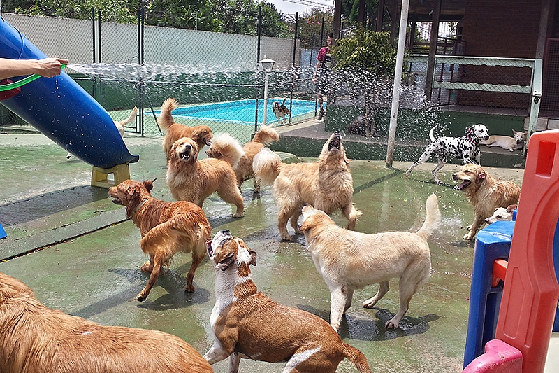 Mega feriado: envie seu pet para a creche de PetDriver 