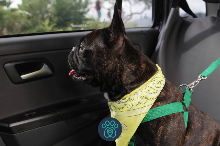 Pet sozinho dentro do carro: entenda porque jamais você deve fazer isso