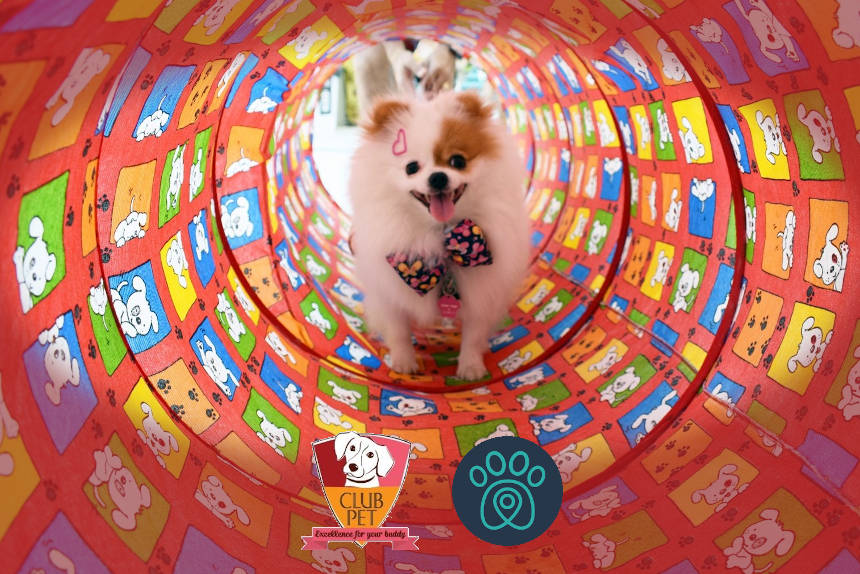 É Carnaval no Club Pet!