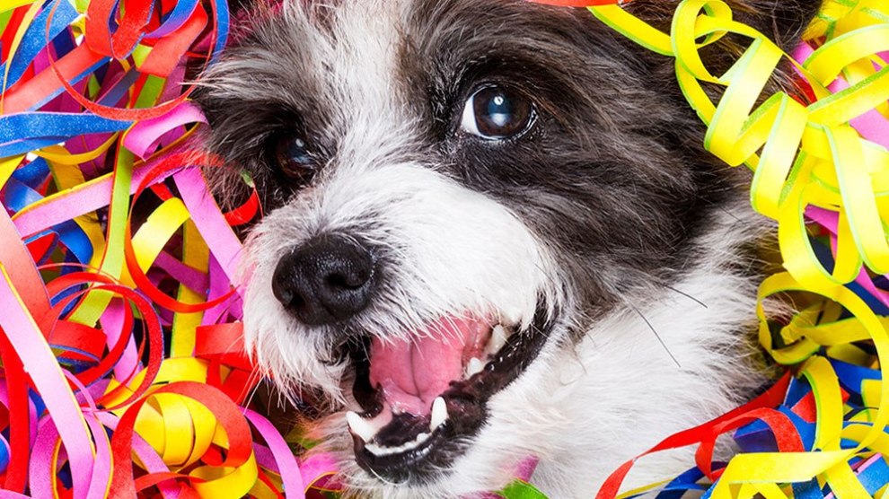 Blocos para curtir com seu pet em São Paulo