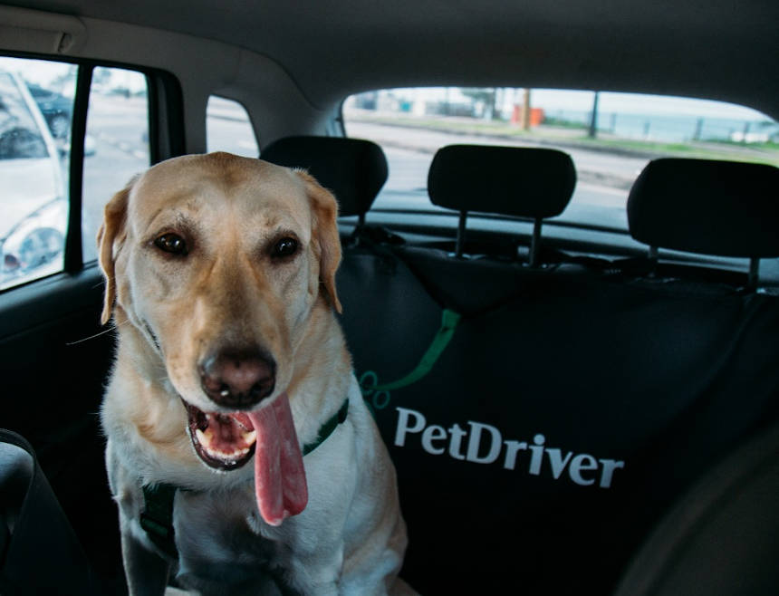 🐶🚘🐈 [CORONAVIRUS] Informação é a melhor arma!