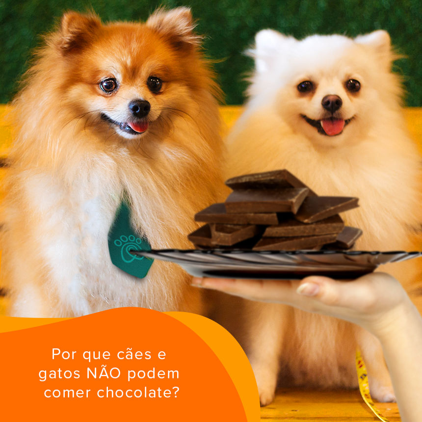 Por que cães e gatos não podem comer chocolate?