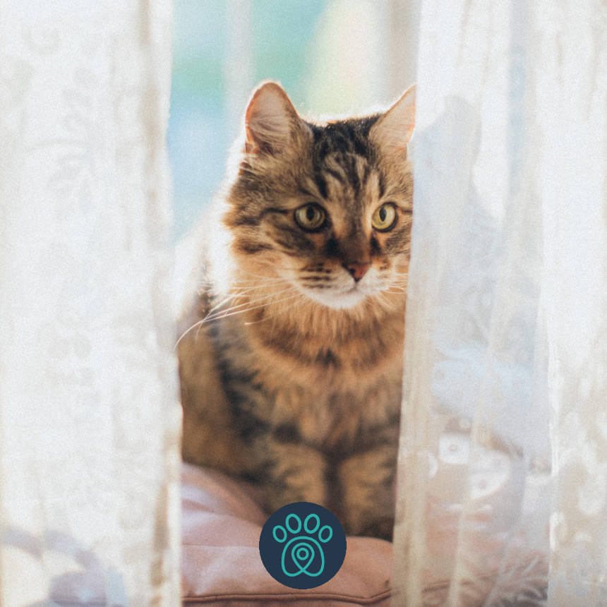 Seu pet tem se comportando de maneira estranha durante a quarentena? Veja o que pode ser.