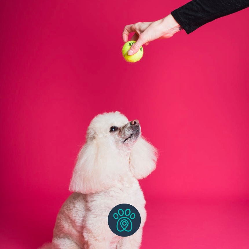 Estimule o aprendizado de cães e gatos com exercícios cognitivos e colha os benefícios