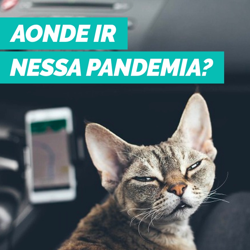 Descubra aonde cães e gatos estão indo durante o isolamento social