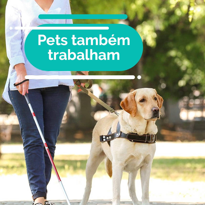 Dia do Trabalhador: os animais trabalham tanto ou mais que você