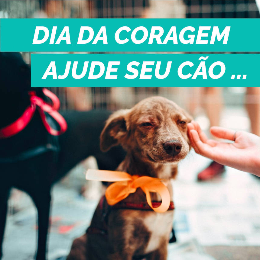 Dia da Coragem: ajude seu cachorro a perder o medo e a viver melhor