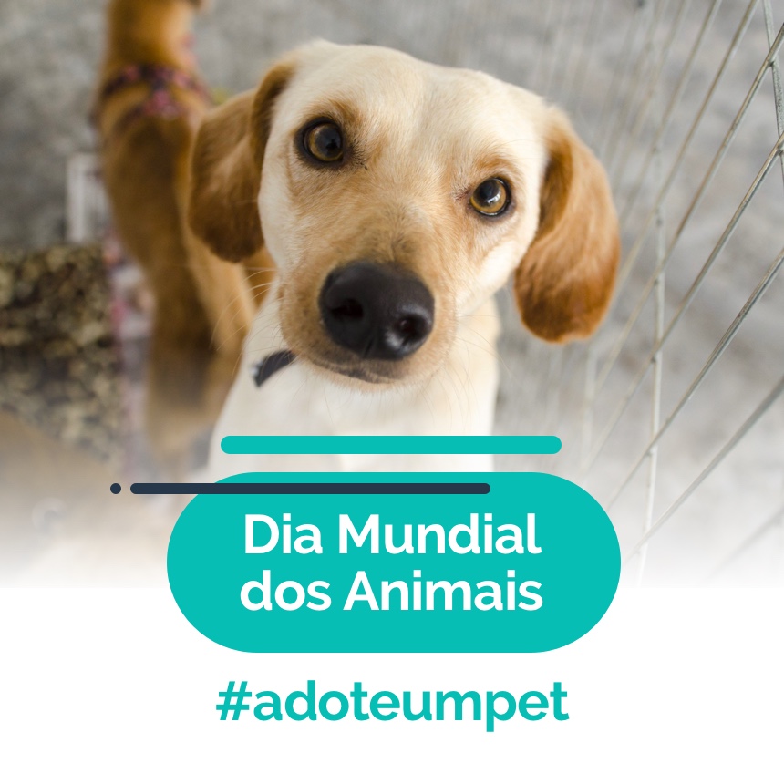 Dia Mundial dos Animais: saiba como adotar um pet e seus benefícios