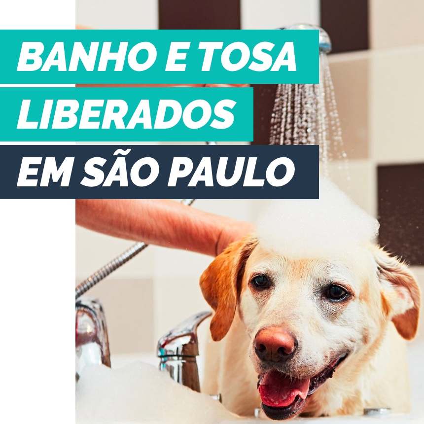 Banho e tosa estão liberados na cidade de São Paulo durante a quarentena