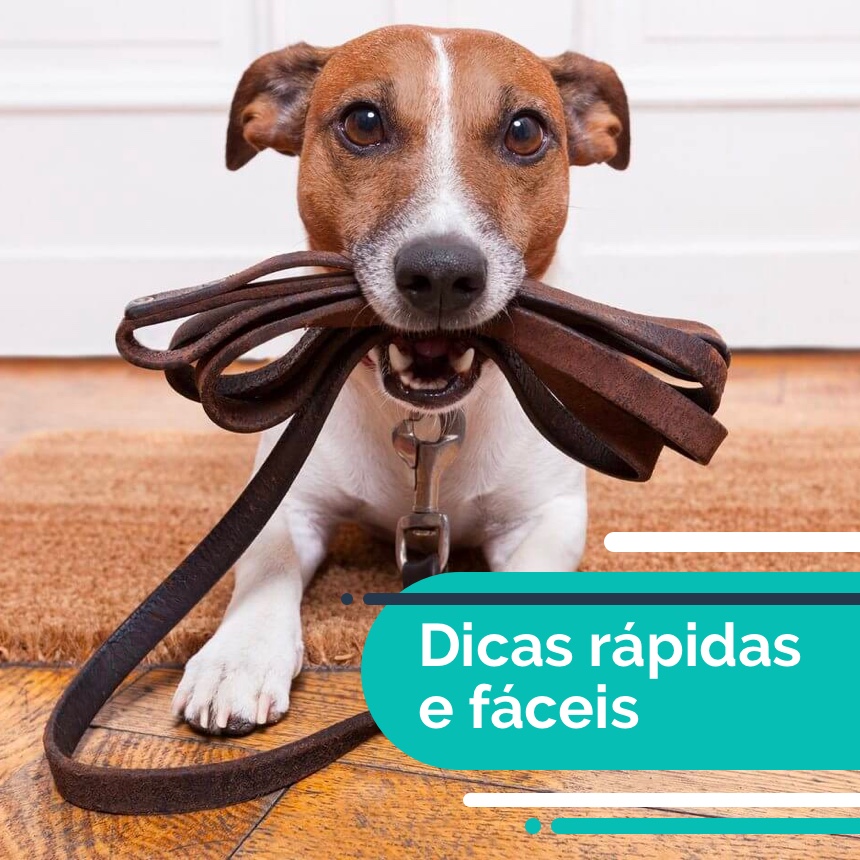 Prepare seu pet para quando o fim da quarentena chegar