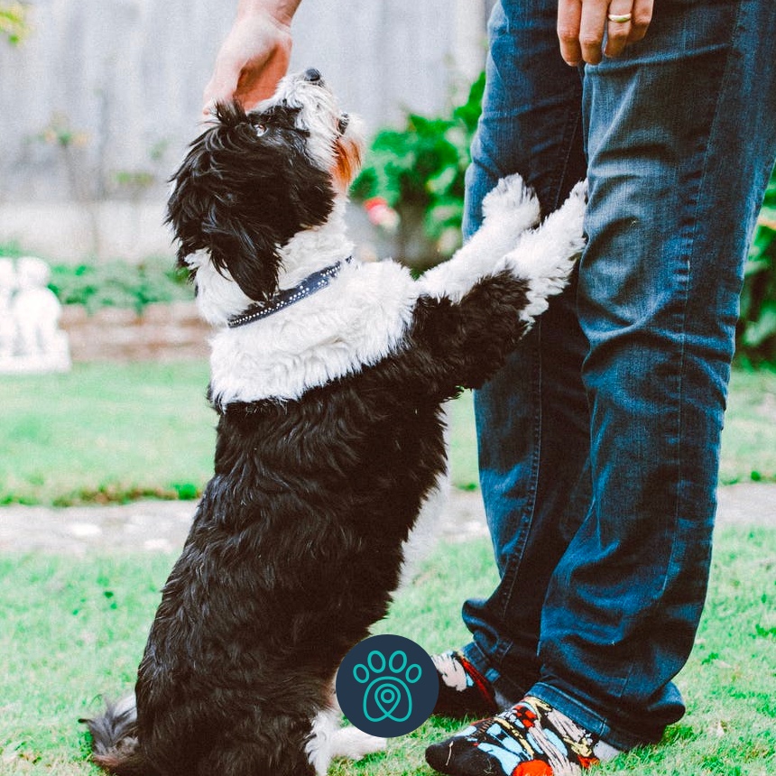 Como lidar com o tédio dos pets e dicas para fazer seu cão mais feliz