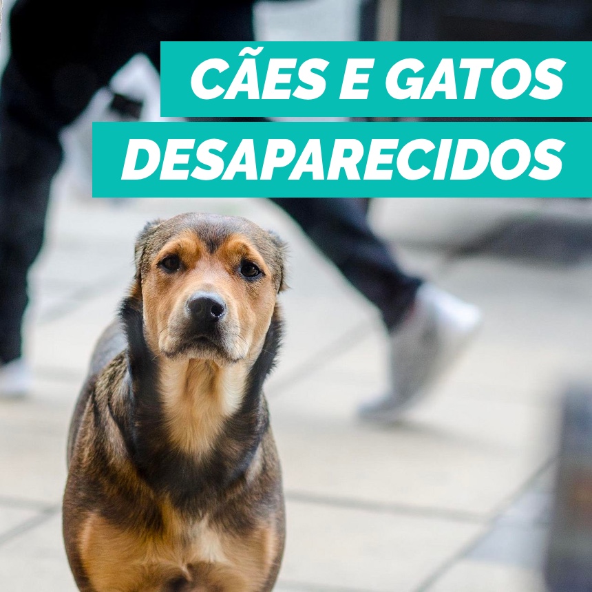 O que fazer para encontrar cães e gatos desaparecidos?