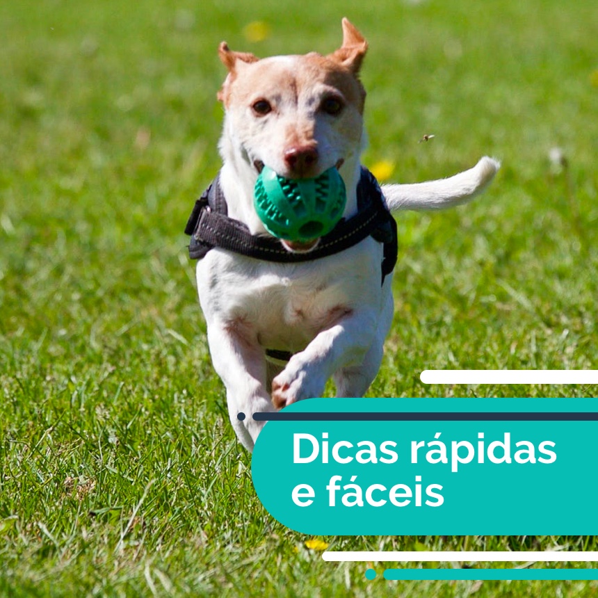 Aprenda a fazer brinquedos para deixar cães e gatos mais felizes