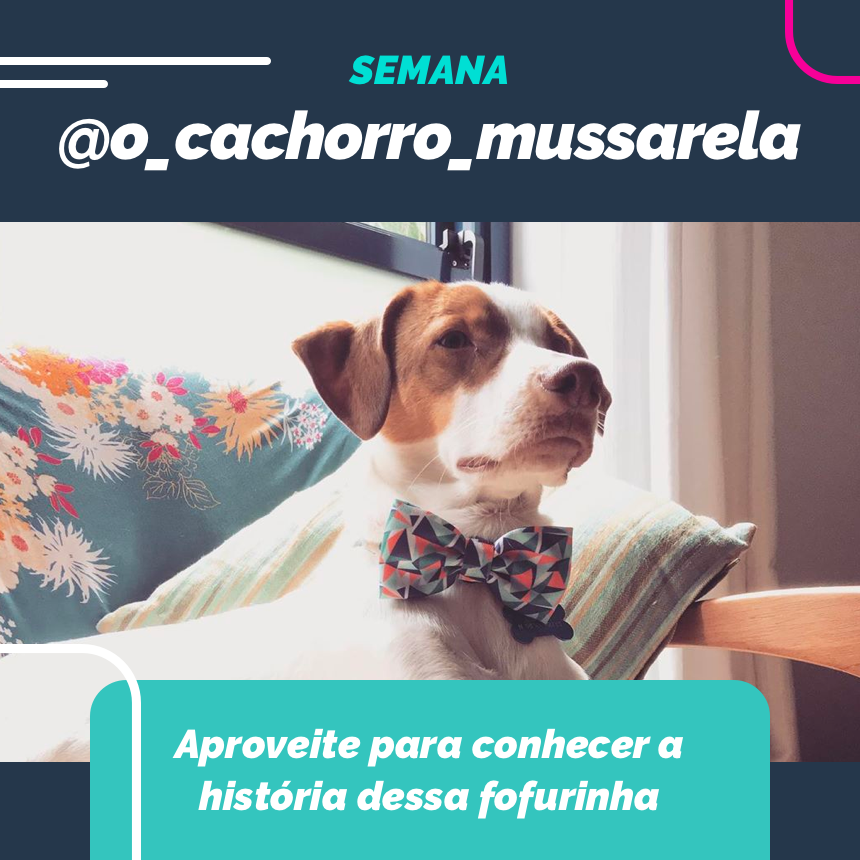 Nessa semana vamos assistir uns desenhos juntos ao @o_cachorro_mussarela!