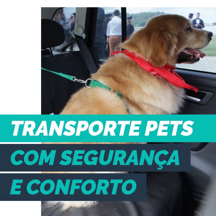 Transporte pets desacompanhados com segurança e conforto