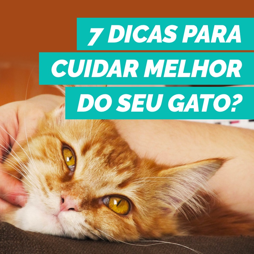 7 dicas para cuidar melhor do seu gato 