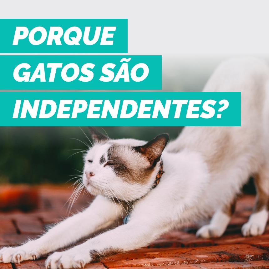 No dia da independência, descubra porque os gatos são tão independentes!