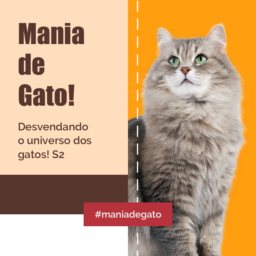 Em setembro, acompanhe dicas para fazer o seu gato mais feliz e saudável
