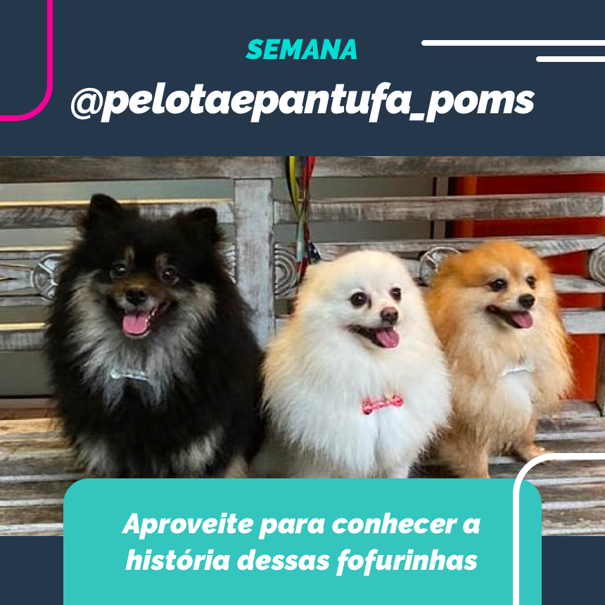 Nessa semana vamos juntos pelas passarelas com essas lindezas @pelotaepantufa_poms!