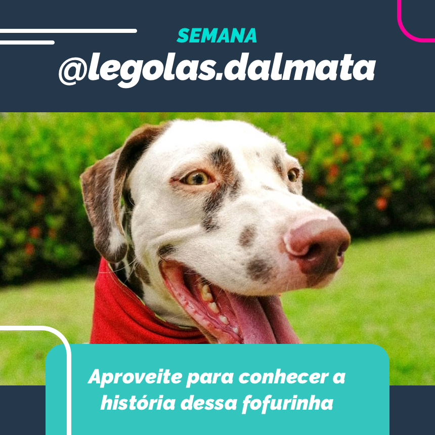 Nessa semana vamos juntos com nosso doguinho da sorte @legolas.dalmata! !