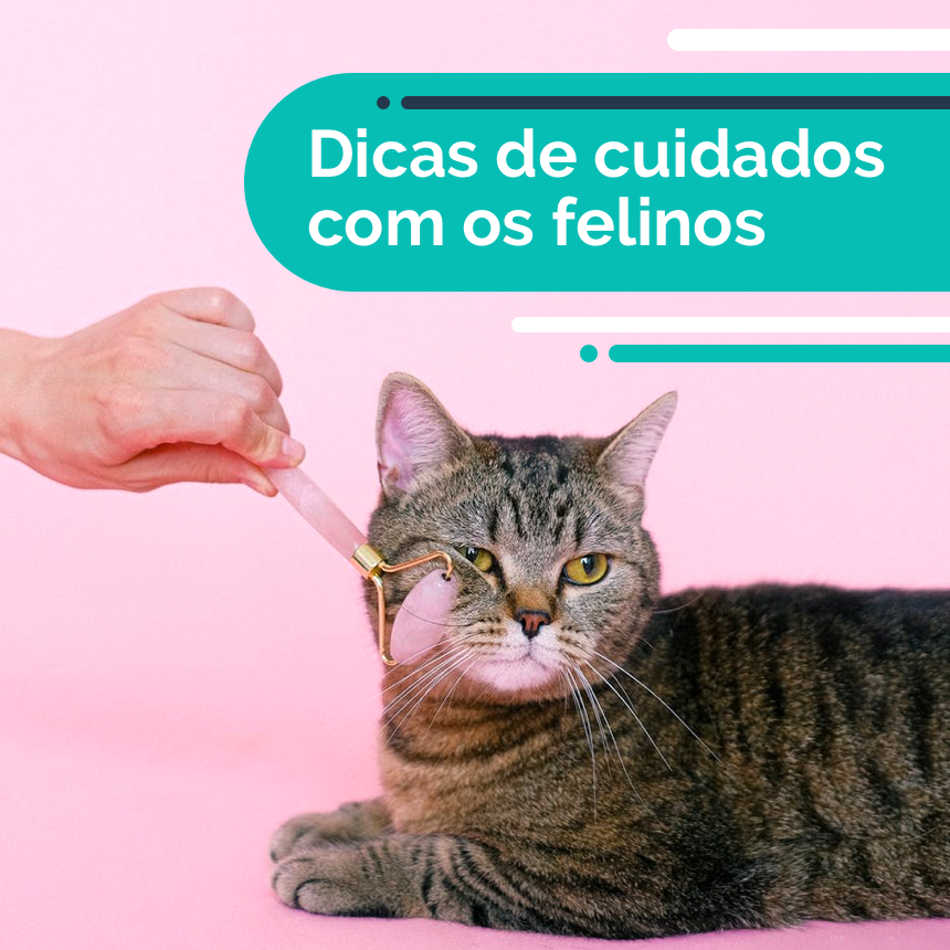 Aprenda a cortar a unha do seu gato em casa corretamente 