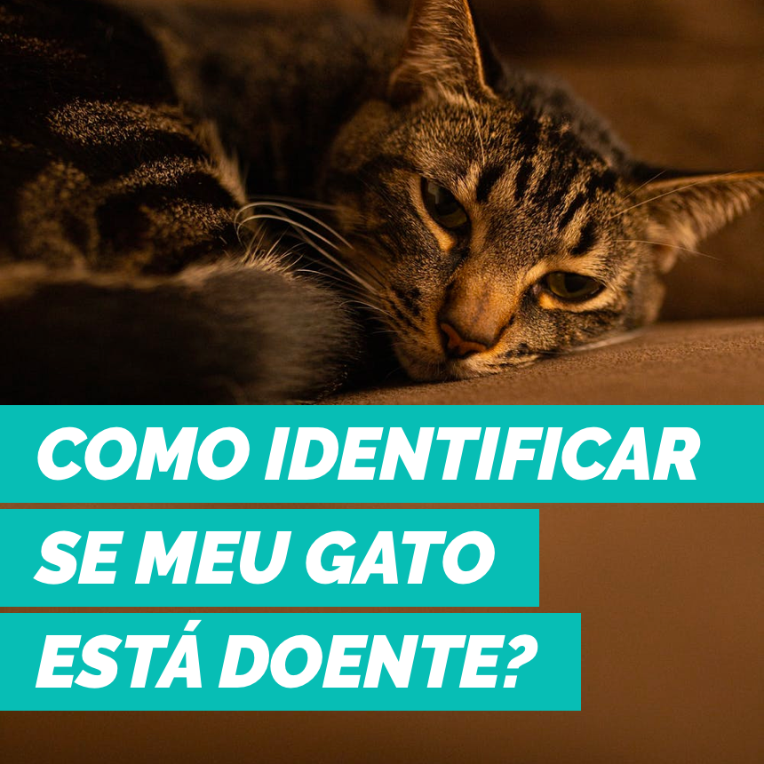 Como identificar se o meu gato está doente?