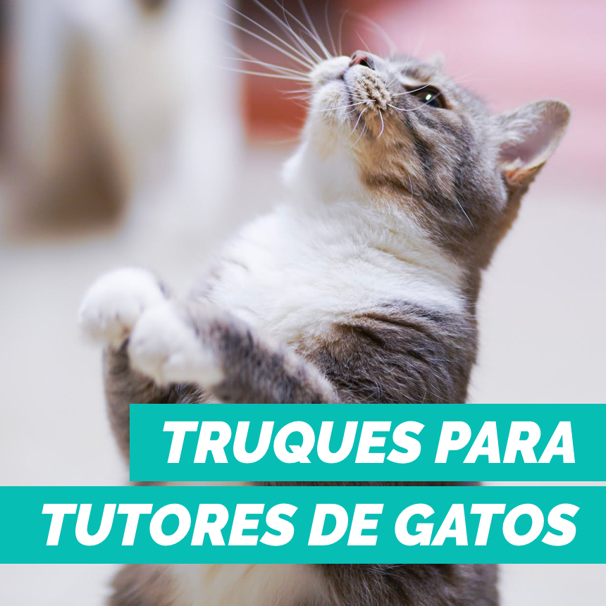 8 truques para quem tem gatos em casa 