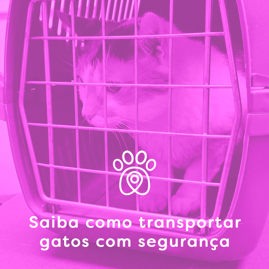 Como levar o seu gato para uma viagem de carro?