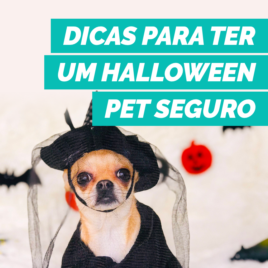 Veja como aproveitar o Halloween com o seu pet de forma segura