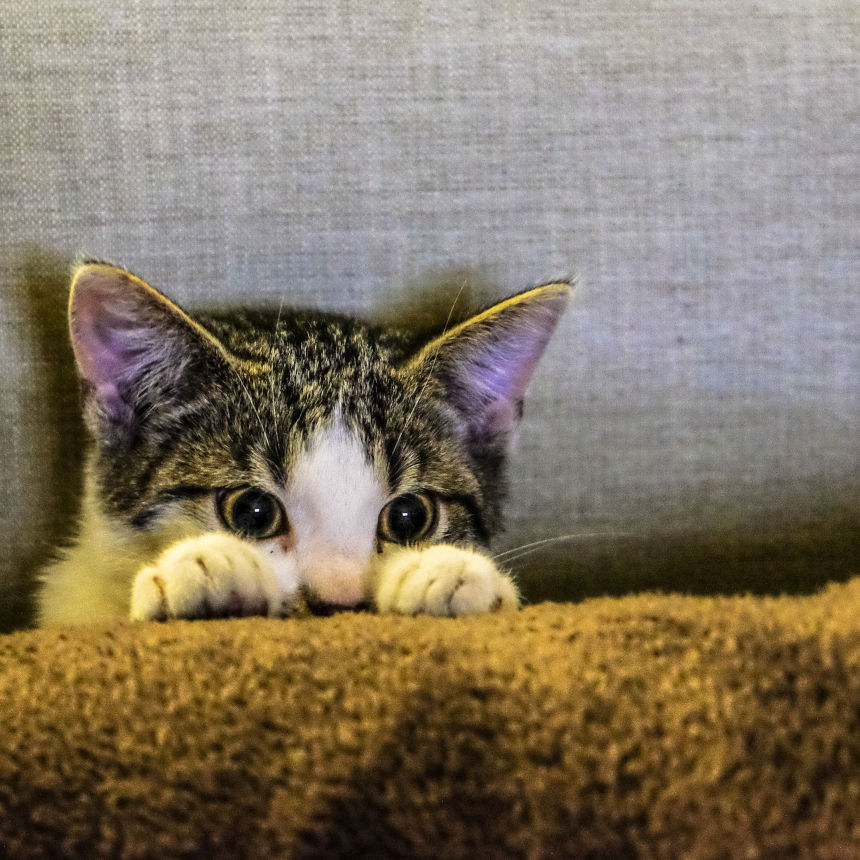 Dicas para evitar perigos relacionados com animais de estimação