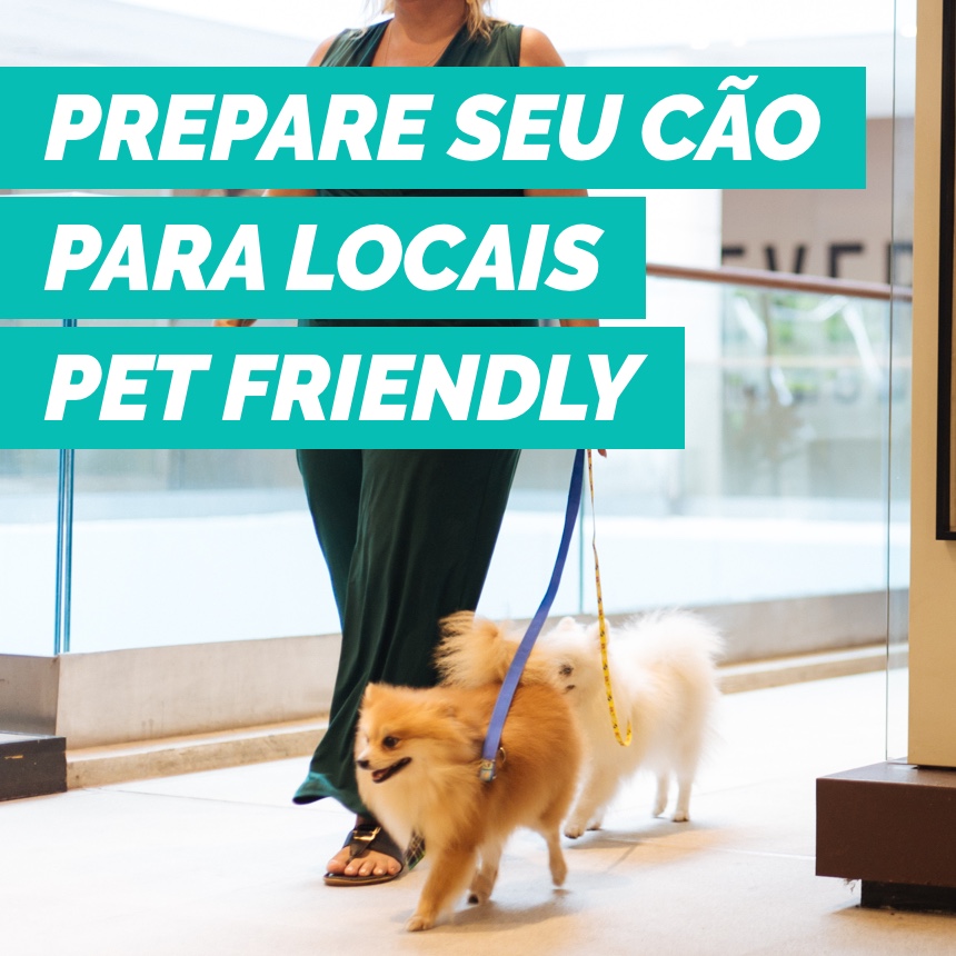 Como preparar seu pet para frequentar ambientes pet friendly 