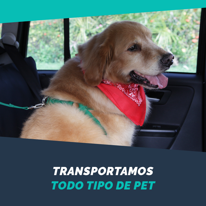 A PetDriver transporta todos os tipos de animais de estimação