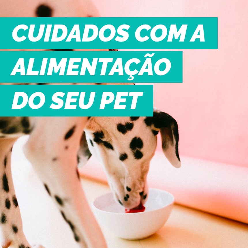 O seu cachorro está acima do peso? Saiba como tratar da obesidade canina