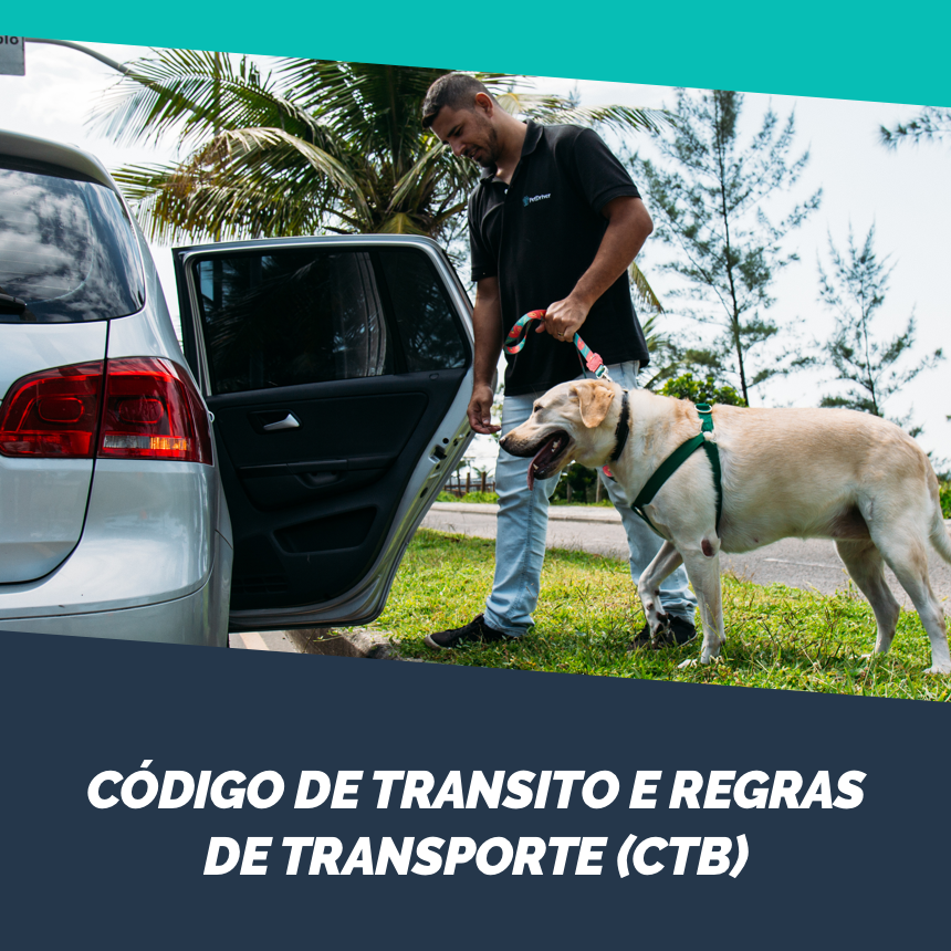 Transporte de animais dentro de veículos: conheça as regras de trânsito